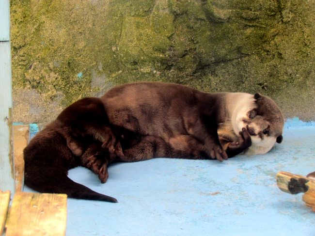 動物園が好きで、ちょくちょく各動物園、水族館のホームページをチェックしている僕ですが、今一番注目しているコンテンツが二見シーパラダイスのホームページのキーパーさんのブログ「飼育員の落書帳（→http://seapara.jugem.jp/）」です。<br />キーパーさんによりほぼ毎日更新される情報は楽しく、動物への愛にあふれていて読んでいてとても楽しいです。<br />今日はその二見シーパラダイスを訪問して、ブログでお馴染みとなっている二見シーパラのアイドル達に会ってきたいと思います。<br />ワクワクです。