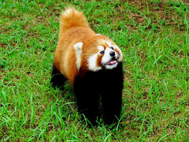 昨年、日本の動物園で生まれたレッサーパンダは北は福島・東北サファリパークから南は鹿児島・平川動物公園までの１０園で１６匹。<br />それぞれに個性があり可愛らしい子達なのですが、その中でもずば抜けてカワイイ女の子がいます・・・その子の名は后ちゃん。<br />２０１１年６月１４日に群馬サファリパークで生まれたとても小柄な后ちゃんですが、並み居る同い年パンダの先陣を切って今年７月１２日に南紀白浜アドベンチャーワールドに引っ越してきました。<br />昨年の大晦日に群馬サファリで会って大ファンになってしまった后ちゃんに会いにジャイアントパンダ良浜ちゃんの出産で湧く白浜へ行ってきました。<br /><br />もちろんジャイアントパンダも可愛いけど、后ちゃんの可愛さをとくとご覧あれ！！<br /><br /><br /><br />これまでのレッサーパンダ旅行記はこちらからどうぞ→http://4travel.jp/traveler/jillluka/album/10652280/