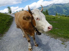 大自然を満喫☆スイスを歩く☆ vol.5 ～牛と戯れる素敵なトレッキングコース・クライネシャイデックからグリンデルワルト～