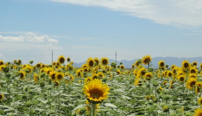 ８月６日。<br />もう、きれいに咲いとるじゃろう。<br />と、笠岡の、笠岡ベイファームへ行ってきました。<br />５日前から見頃がきていると、ＦａｃｅＢｏｏｋ友達から情報が入っていた。<br />実際は、見頃で、しかも、見頃が長く続くように、時間差植え込みをしているから、まだつぼみの畑もたくさんあった。<br />写真のほうがわかりやすいので、コメントはこのへんでおしまい。