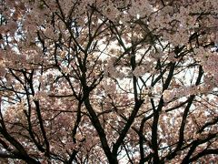 馬見塚公園=開墾の史跡・ため池＝桜は咲き始め　☆ツツジは真っ盛り