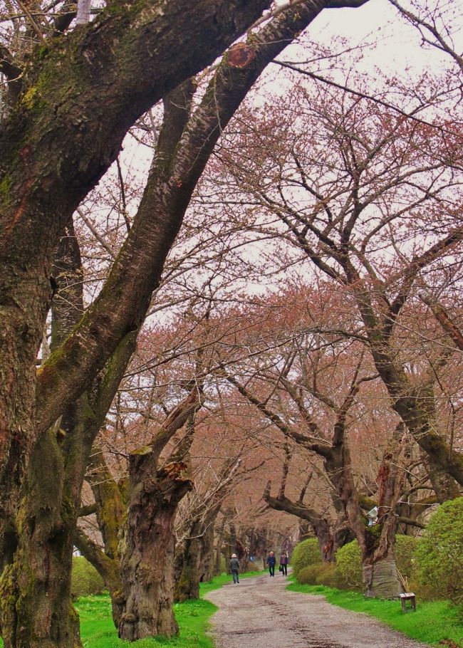 北上市立公園 展勝地は、岩手県北上市にある都市公園。<br />北上川沿岸にある公園で、桜の名所として知られる。この桜は1920年（大正9年）に行われた桜の植栽事業で植えられたもので、現在、敷地約2万9,300平方メートルに、約1万本の桜と10万株のツツジがある。1990年（平成2年）、日本さくらの会より日本さくら名所100選に認定され、青森県の弘前、秋田県の角館（カクノダテ）と並んで「みちのく三大桜名所」のひとつに数えられている。樹齢80年以上のソメイヨシノが約2kmにわたって桜並木になっている。<br />（フリー百科事典『ウィキペディア（Wikipedia）』より引用）<br /><br />毎年4月15日から5月5日に開催される「北上展勝地さくらまつり」は、日本全国から訪れる大勢の花見客で賑わいます。期間中は、北上川上空を鮮やかな鯉のぼりが泳ぎ、遊覧船が運航されるほか、満開の桜並木をノスタルジックな雰囲気たっぷりの観光馬車が走ります。また夜には、美しくライトアップされた桜並木が川面に映し出されます。<br /><br />　悠然と流れる北上川の河畔にある北上展勝地は、東北有数の桜の名所として知られ、「さくらの名所100選」「みちのく三大桜名所」に数えられています。珊瑚橋から2キロにわたる桜並木の他にも、約150種の様々な桜が、展勝地公園内293haに1万本あると言われ、4月中旬ごろに咲き始めるソメイヨシノから5月上旬のカスミザクラまで美しさを競います。<br /><br />「展勝地」は、大正9（1920）年、当時の黒沢尻町長、沢藤幸治氏が設立した和賀展勝会が桜の植栽事業を行ったことに始まり、翌10年に開園しました。北上川の洪水の被害等に見舞われましたが90年近くの間、地域住民に支えられ現在のような桜の名所となっています。<br /><br />「展勝地」という名前の由来は、沢藤氏の親友風見章氏（後の司法相）が事業団体の名称を展勝会と命名したことと、陣ヶ丘からの眺めが素晴らしいところから、展望のきいた名勝・景勝の地という意味で名づけられました。<br />（下記より引用）<br /><br />北上展勝地については・・<br />http://kitakamicity.net/sakura/<br />