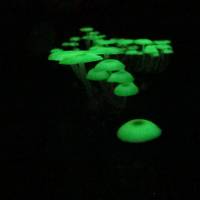 八丈島　夏休み