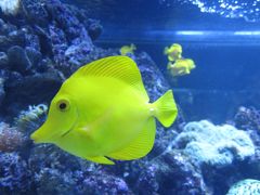 ２０１２年…親子夏旅すみだ水族館…