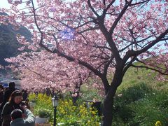 《2009年2月》河津桜　in　伊豆