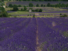 ラベンダーの香りに誘われてソー（Sault）の「ROUTE DE LAVENDE」をハイキング！～南仏の美しい村を訪ねて⑨