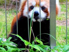 真夏のレッサーパンダ紀行【７】　周南市徳山動物園　大放飼場に昨年生まれの４匹娘が勢揃い！！　風花ちゃん、リボンちゃんは非公開でした