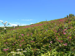 伊吹山のお花畑