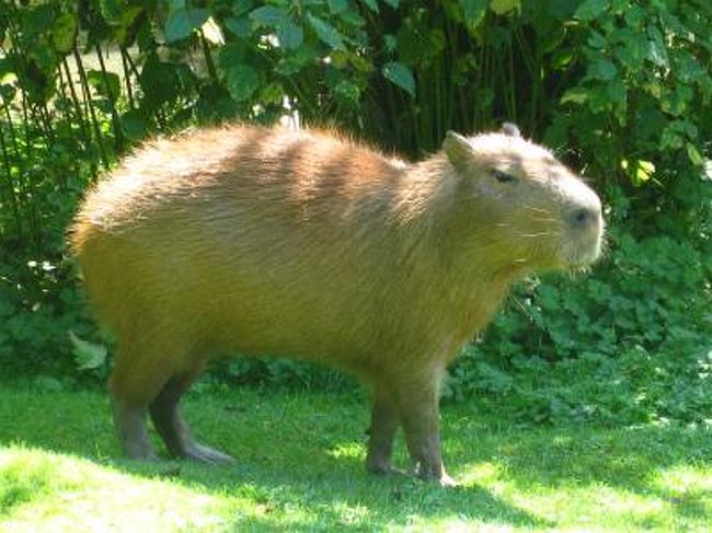 バンクーバー動物園へ行く バンクーバー カナダ の旅行記 ブログ By Haruさん フォートラベル