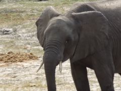 2012年8月3日　アフリカ　大自然と野生動物　その3/10（チョべ）