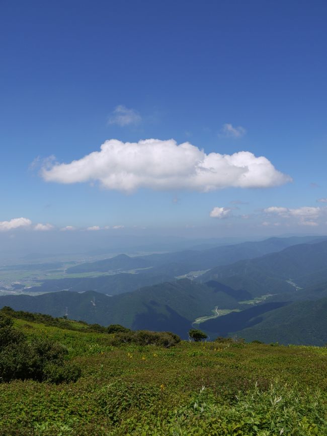 今年も伊吹山に行ってきました。<br />まさに夏色シンフォニー　<br /><br /><br /><br />標高１２６０メートルの山頂駐車場から登り始めてすぐ目についたのは黄色のメタカラコウの花<br /><br /><br />伊吹山で、もっとも自生数の多いアカソが山肌を多い、<br />ところどころで背の高いシシウドの白い花が咲いていました。<br /><br />お目当てのシモツケソウで山肌がピンクに染まる光景は、下山コースの東遊歩道で見られました。