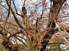 青森/春-2　弘前公園、さくらまつり開幕・開花は遅れて　☆子福桜は見ごろ