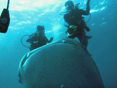 フィリピンの海　セブ島　オスロブ　ジンベイポイント