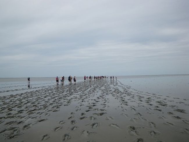 オランダ語で“wad”は泥、“lopen”は歩くことを意味します。潮が引いたワッデン海の干潟を対岸の島まで歩いて渡るアクティビティです。今回はアメランド島までの約10kmを歩きました。