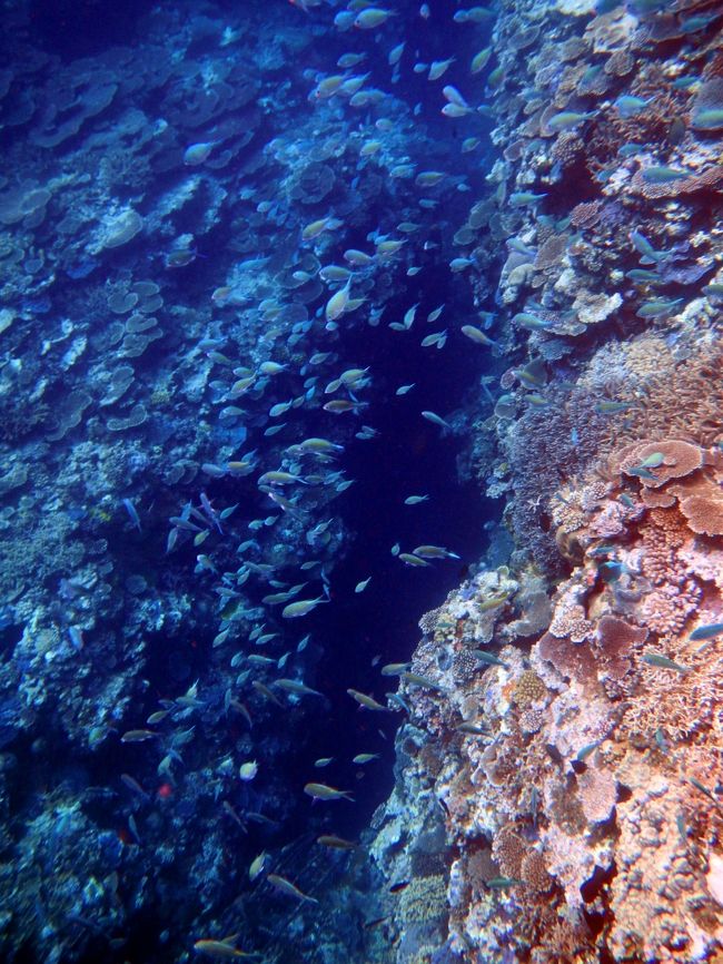 ANA特典航空券を利用しての初めての沖縄離島旅行。<br /><br />この日は西表島･上原に渡り、待望の『しげた丸』のツアーを楽しんだ。<br />目も眩むような珊瑚礁に囲まれた美しい西表の海で、身震いするような体験ができた。<br /><br />本旅行記は第4部『米原ビーチ＆竹富島再訪編』から続く第5部<br /><br />■第1部『石垣島ドライブ編』<br />http://4travel.jp/traveler/taxnax/album/10697046/<br /><br />■第2部『石垣やいま村編』<br />http://4travel.jp/traveler/taxnax/album/10697995/<br /><br />■第3部『竹富島編』<br />http://4travel.jp/traveler/taxnax/album/10698077/<br /><br />■第4部『米原ビーチ＆竹富島再訪編』<br />http://4travel.jp/traveler/taxnax/album/10698906/<br /><br />■第5部『西表島･しげた丸編』<br />　⇒ 本旅行記<br /><br />■第6部『那覇･識名園編』<br />http://4travel.jp/traveler/taxnax/album/10700247/<br /><br />■第7部『那覇･玉陵編』<br />http://4travel.jp/traveler/taxnax/album/10701455/