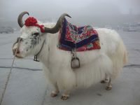 青海チベット鉄道の旅・・・青海湖のクルーズ