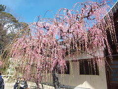 結城神社しだれ梅となばなの里の冬の富士イルミネ