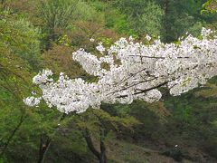 秋田/春-8　横手・真人公園、サクラ花びら散らし　☆リンゴの唄の歌碑も