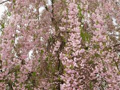 秋田/春-9　角館再訪･樺細工伝承館/武家屋敷通り　☆枝垂れ桜は咲き残り