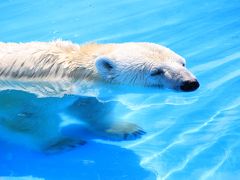 甥っ子姪っ子と猛暑の函館・札幌物語第４日目（2）：札幌円山動物園（後編）～暑くてダレダレ、でも可愛くて写真が撮りやすかった動物たち