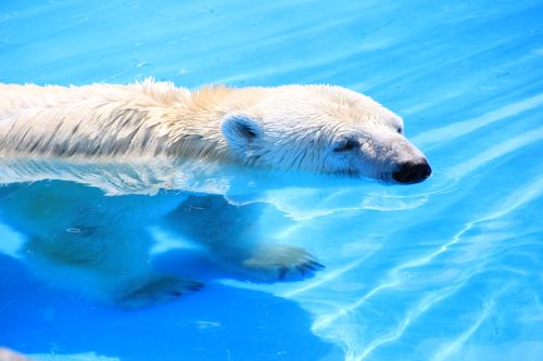 甥っ子姪っ子と猛暑の函館・札幌物語第４日目（2）：札幌円山動物園