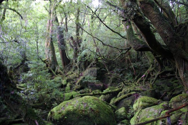 さてさて、屋久島の最終日！本当なら家族全員で「白谷雲水峡」へ行くつもりでしたが、縄文杉を見に行って皆疲れはてて全く行く気無し（＞＜）<br />宿のチェックアウトが9時30分なのでそれまでに私一人が吊り橋ぐらいは見てこようと思い行ってきました！