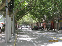 上海の新華路・プラタナス並木路