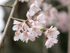 桜の季節、奈良へ（２日目）