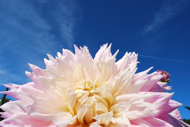 秋晴れの朝、秋の花まつり なばなの里 (ダリアまつり)の案内と共に車は東海地方三重県桑名方面へ向かっていました。<br /> ダリアたちは、秋空に向かい「どうだ?これでもか」と言うわんばかりに、その大輪の花を咲かせていました。