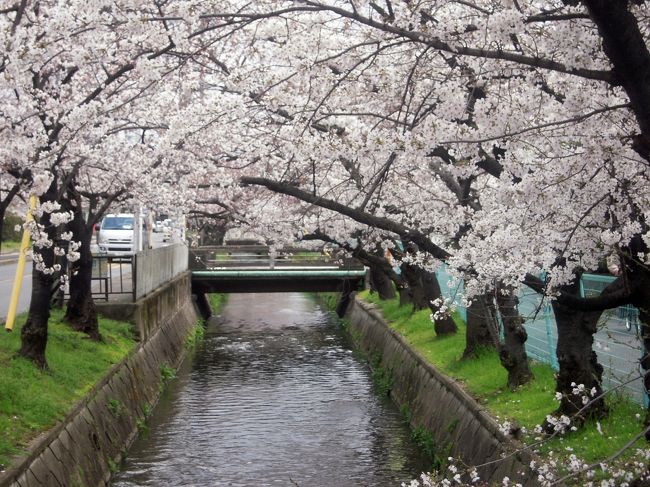 今年はジャストシーズンに花見を！と春を待ち望み、4月8･9日は東京の花見に決めていましたが、<br />その前日、「地元の人しか知らないいいところがある」と２号が会社の方に聞いてきました。ならば、東大阪まで行ってみましょう。