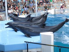 日本一楽しい水族館　ｷﾞｬ～サメに触って見たら　ｂｙ【越前松島水族館】