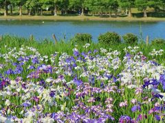 水元公園、葛飾しょうぶまつり　花盛りの日に　☆１万４千株の花菖蒲！