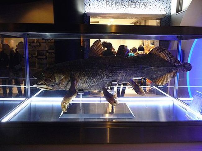 　静岡県は沼津に、深海魚を専門とする水族館が2011年12月10日にオープンしたてのｂｙ【沼津港深海水族館】がTVで放映されてました。そこでTDLへの帰りに寄ること成りました。　<br />　HPはこちらです。<br />　http://www.numazu-deepsea.com/<br /><br />　日本の水族館でも貴重な生冷凍のシーラカンスを展示。シーラカンス剥製も４匹もある。値段は シーラカンスは3億と言われております。そのほか、駿河湾で採取した深海生物などを展示されています。まさに深海だけに特化した水族館です。日本でもここでしか見れない魚などが沢山いてます。<br /><br />　注意点<br />　イルカ、ペンギン等は居てません。もちろんショーなどもありません。<br />