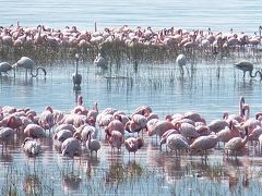 2012夏　ケニア旅行8日間　４日目ナクル湖～マサイマラ