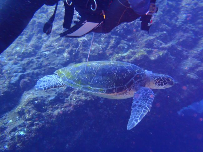 八丈島、ダイビング２日目、今日もナズマドでビーチダイビングです。<br />今日は、３本潜ると夫が申してます。<br /><br />今日の２本目は、夫の２００本記念です。<br /><br />ダイビングの予約の時に、ナイトロックスで、潜りたいとメールしてましたが、講習受けてないと思われたようで、１日目は、普通のエアーで、潜りました。<br /><br />今日は、ナイトロックスで、ダイビングします。<br /><br />こちらにも、八丈ビューホテルの情報あります。