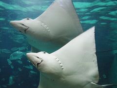 夏は水族館三昧～須磨海浜水族園編～。