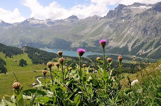 サンモリッツの風を感じて 可憐な花たちの出合い サンモリッツ スイス の旅行記 ブログ By Kyokosa Nさん フォートラベル サンモリッツの風を感じて 可憐な花たちの出合い サンモリッツ スイス の旅行記 ブログ By Kyokosa Nさん フォートラベル