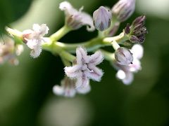 小さな旅●瀬戸市海上の森（かいしょのもり）８月の野草散策 コカモメヅル・ガガイモ