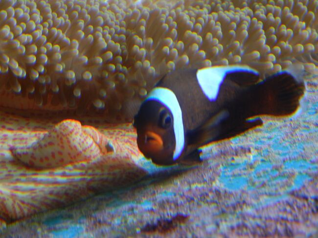 美ら海水族館に居たクマノミの一種のトウアカクマノミ<br /> ピンぼけの写真がトップなのは、真栄田岬でのシュノーケリングの際に、こいつによく似たクマノミ(直球の種名の魚です)を見たことが、今回の旅行で最も記憶に残る出来事だったからです。<br /> 海の中でクマノミを見たのは初めてなので、種類の正確さについては少々不安ありですが、トウアカクマノミは珍しい種、クマノミは普通種ということなので、消去法でも多分間違いないでしょう。<br /><br /> ところで、表題をこんなに否定的にした理由は、ハワイやグァムより綺麗だと子供達に聞いていた沖縄の海で泳ぐことが、今回の沖縄行きの最大の目的だったのに、それが叶えられなかったためです。<br /> 原因は、ビーチで水着を着ている者が若者ばかりだったため、ベビーブーマー世代の私達が混じるのは、いかにも場違いで、気後れしてしまったことによります。<br /> ワイキキでは、中高年も、後期高齢者も水着で闊歩しています。日本でも、ジムのプールは我が世代で充満しているのにと、原因が自分の気持ちにあるのは判ってはいても、沖縄の観光施策を恨みました。<br /> 実際、宿泊したリザン シーパークホテル谷茶ベイには、目の前に専用のビーチがあるのに、それを見るだけなのは悲しいことでした。<br /> これが、極めて大きなマイナス点だったということです。<br /><br /> 勿論、プラスはあります。最初に書いたように、1回だけ海水につかれた真栄田岬でのシュノーケリングで、クマノミに加えて、生きた珊瑚にも出会えたことです。この10年の間で行ったロタもハワイも生きている珊瑚は殆ど見られなかったのにですよ。大変な驚きでした。それにマンゴーも美味しかったし。そのため、再訪の気持ちは残っていますが、ビーチで泳げないのでは、旅行先としての序列を上げられません。<br /><br />2012年沖縄旅行のコース<br />1日目 9月5日(水)<br /> スカイマーク 成田発7:45→那覇着10:50<br /> 昼食:那覇 御殿山<br /> 午後:首里城 ちんすこう:2種入手<br /> 泊 リザン シーパークホテル谷茶ベイ<br />2日目 9月6日(木) <br /> 午前:真栄田岬 青の洞窟シュノーケリング<br /> 昼食:読谷村漁協 海人食堂<br /> 午後:① 残波岬 <br /> ② グスク:座喜味城<br /> ③ 万座毛 <br /> ④ おんなの駅なかゆくい市場 マンゴーゲット<br /> 晩飯:琉球亭(ホテル向かい)<br /> 泊 リザン シーパークホテル谷茶ベイ<br />3日目 9月7日(金)<br /> 午前:① 備瀬のフクギ並木<br /> ② 美ら海水族館 許田道の駅に割引券あり1800円→1550円<br /> 昼食:紀ノ川(本部町 沖縄料理)<br /> 午後:那覇へ <br /> 国際通り・牧志市場を流す ちんすこう1種入手<br /> 晩ご飯: 空弁 大東寿司(喜作)<br /> 2階21番ゲート(JAL)のブルースカイ<br /> スカイマーク 那覇発18:40→成田着21:15
