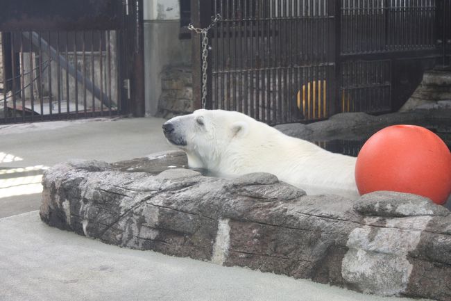 旅行2日目。<br /><br />今日のメインは、とべ動物園のしろくまピース。<br />7、8年ほど前になるでしょうか。NHKのドキュメンタリー番組で、はじめてピースを知りました。日本初の人工哺育で育てられたピース。高市さんという飼育員の家で寝泊まりしていた頃の、とてもかわいいこと!<br />動物園が連日人だかりだったというのも、うなづけるかわいさです。<br /><br />私も例外ではなく、DVD付きの本を買うなどしましたが、何せ愛媛まで行く機会がない。このたびようやく念願を果たすことができました。<br /><br />しかし・・・。<br />活況も今や昔。ピースは他の動物と同じくらいか、それ以下の地位に追いやられていました。ピースはストレスによる「てんかん」という病気だそうで、今はリハビリ治療中。フラッシュ撮影が禁止されていました。かつて大人気のアイドルも、今は同情を誘うような哀愁を漂わせていました。早く元気になって、また私たちを楽しませてくださいね。(^^)/