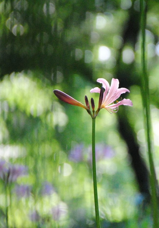Japan　昭和記念公園　2012　百合と夏水仙の盛夏　～ミツバチばあやの冒険～