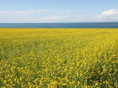 東チベット　青海省周遊の旅（８）～青海湖・菜の花畑編～