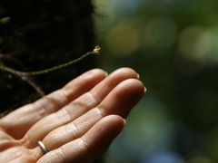 家族でボルネオ島へ（世界遺産キナバル公園編）