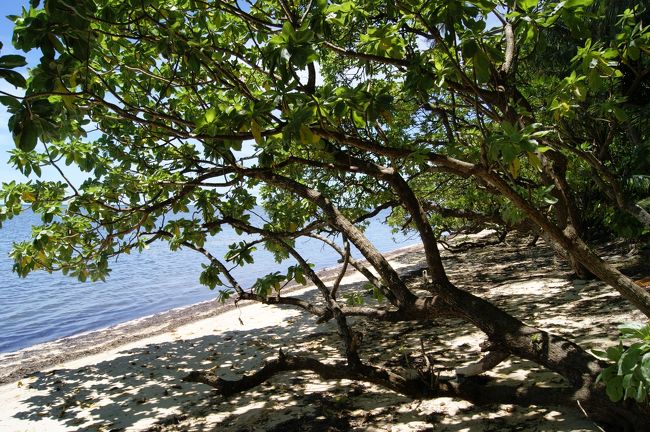 2歳の子供連れで、1週間パラオでゆったり夏休みを過ごしました。<br /><br />Palau Pacific Resort(PPR)という、国営(?)のリゾートホテルに宿泊し、基本ホテルステイでしたが、1日だけ独りPeleliu island戦跡巡りのツアーに参加しました。<br /><br />戦時中、パラオには満州方面から関東軍が守備隊として派遣されており、要塞化されたペリリュー島では激戦が繰り広げられました。 (この”The Battle of Peleliu”は、スピルバーグ監督(Steven Spielberg)が手がけた、HBOドラマ「The Pacific」のPart5、Part6、Part7でも取り上げられています。) <br /><br />戦闘からは約68年経過しており、当時の面影を感じることはあまり出来ないものの、ペリリューには、戦死した人たちを祀る慰霊碑等の他、日本軍陣地や、放棄された戦車、大砲、墜落した航空機の残骸などが残されています。<br /><br />写真は、1944年9月15日に米軍海兵隊が上陸した通称オレンジビーチ(米軍のコードネーム)です。