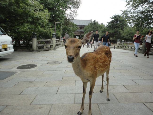 ８月の暑い日、１０年ぶりぐらいで奈良へ行った。<br />京都もいいけど、奈良のゆったり、のんびりした雰囲気は最高！<br />一番の目的は、昨年１０月にできた東大寺ミュージアムやったけど、それ以外にもおもしろいとこがいっぱいあった。
