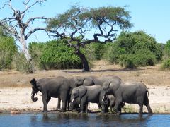 2012ＧＷ南部アフリカ５カ国旅行⑫　チョベ国立公園　