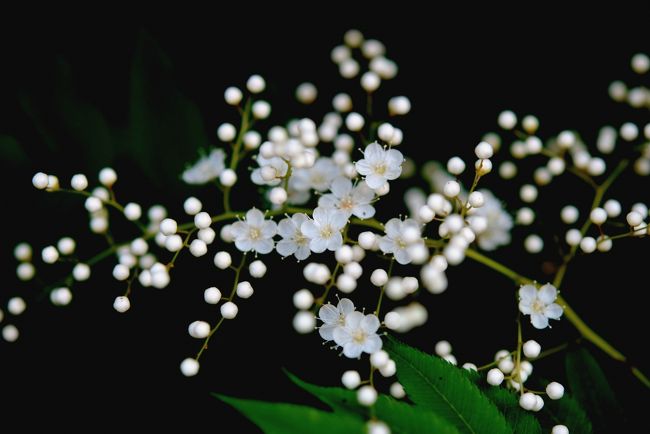 Japan　昭和記念公園　2012　梅雨の合い間に　～ミツバチばあやの冒険