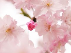 Japan　昭和記念公園　2012　桜とムラサキハナナ　～ミツバチばあやの冒険～