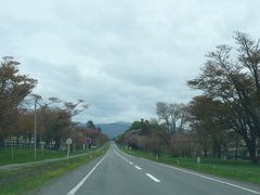遂に来ました！『二十間道路桜並木』◆2012年5月は北海道へ花見に行こう！【その２】