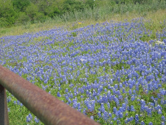 ブレナンは、ヒューストニアンズが週末、手軽にテキサスの歴史や田舎を体験できる。春は、周辺のＦＭ（Farm-to-Market)ロードのBluebonnet trailsが人気。<br /><br />残念ながら、今回は、IAHからオースチンへ、Hwy290で直行のため、表紙写真のBluebonnet Trailとブレナンの町のBlue Bellアイスクリーム工場ほかにしか立ち寄れなかった。<br /><br />ちなみに、ブレナンから北東、Hwy105のBrazos River沿いのWashington-on-the-Brazosで、1836年にテキサス共和国がメキシコから独立した。関連の旅行記、ヒューストン・ミッドタウンとＮＡＳA、サン・ジャシント・モーニュメントもご覧ください。<br /><br />http://4travel.jp/overseas/area/north_america/america-texas_state/houston/pict/26590321/<br /><br />表紙写真は、ブレナンの手前、Hwy6を北に、FM2988を東に入った牧場の遅咲きのBluebonnets。<br /><br />